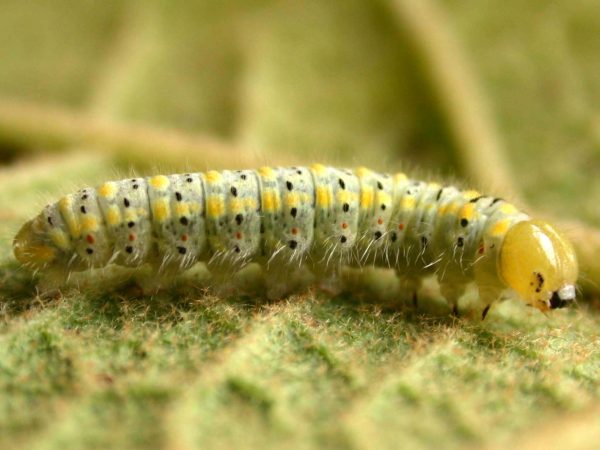 Hyalenna paradoxa 5th instar, KRW-262