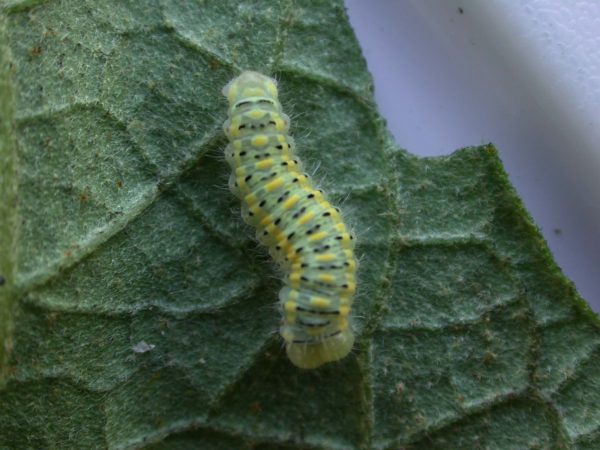 Hyalenna paradoxa 5th instar, KRW-68-1