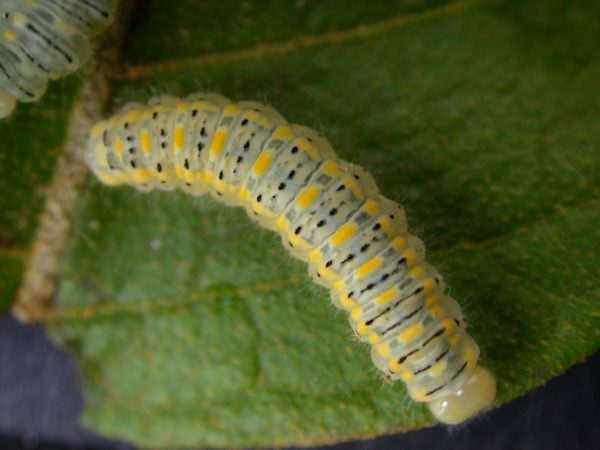 Hyalenna paradoxa 5th instar, KRW-68-2