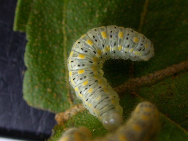 Hyalenna paradoxa 5th instar, KRW-68-2