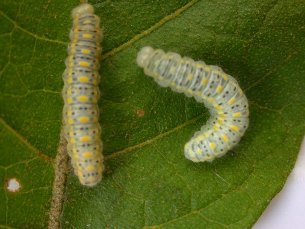 Hyalenna paradoxa 5th instar, KRW-68-2