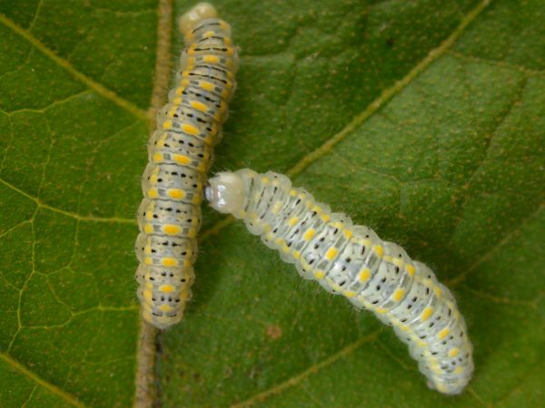 Hyalenna paradoxa 5th instar, KRW-68-2