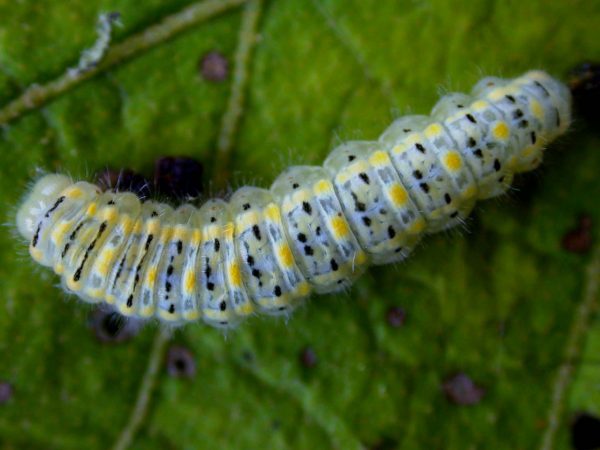 Hyalenna paradoxa 5th instar, KRW-69-1