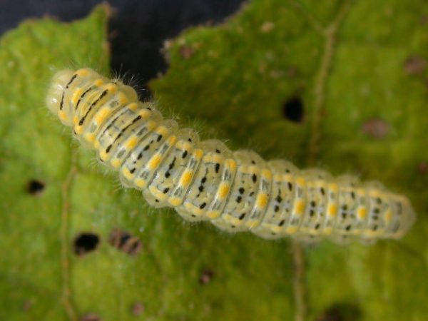 Hyalenna paradoxa 5th instar, KRW-69-1