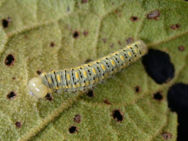 Hyalenna paradoxa 5th instar, KRW-69-2
