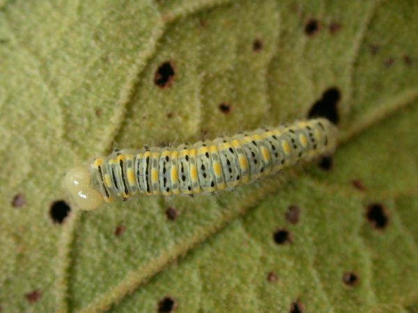 Hyalenna paradoxa 5th instar, KRW-69-2