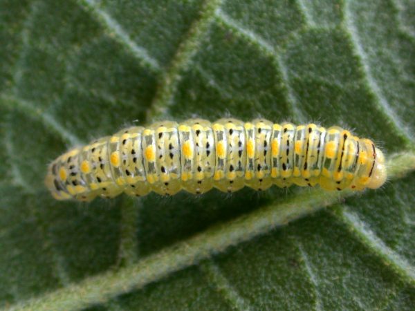 Hyalenna paradoxa 5th instar, KRW-72
