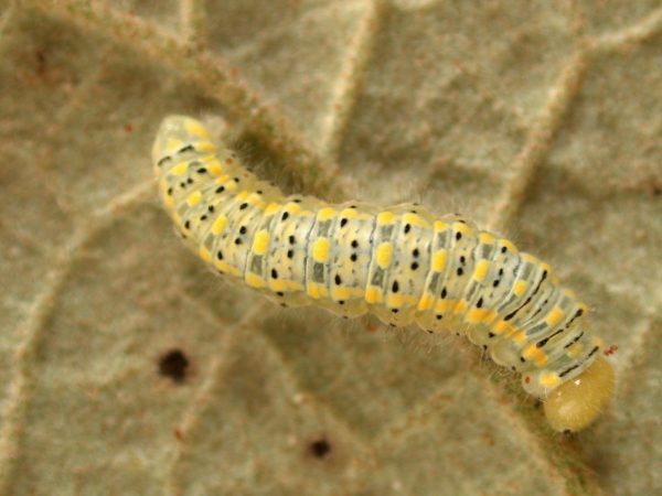Hyalenna paradoxa 5th instar, KRW-74