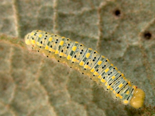 Hyalenna paradoxa 5th instar, KRW-74