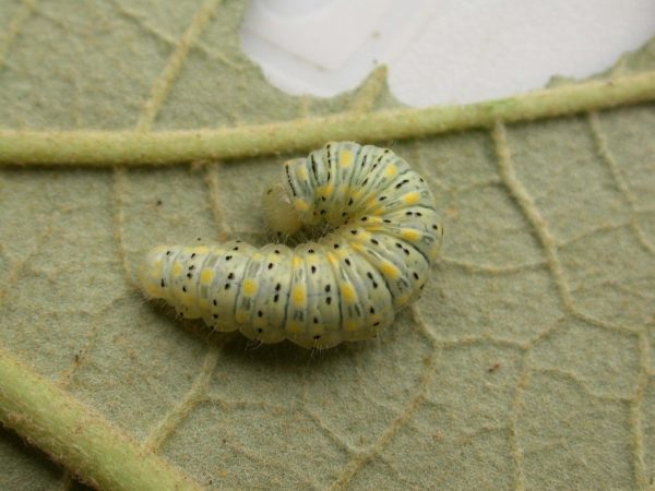 Hyalenna paradoxa 5th instar, KRW-77