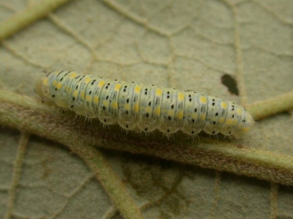 Hyalenna paradoxa 5th instar, KRW-77