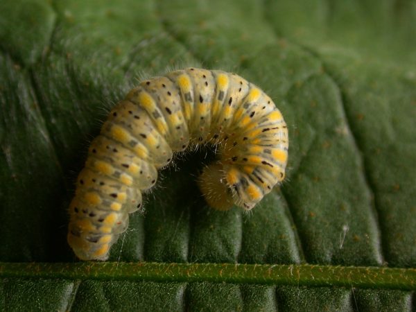 Hyalenna paradoxa 5th instar, KRW-87