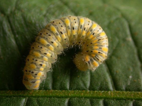 Hyalenna paradoxa 5th instar, KRW-87