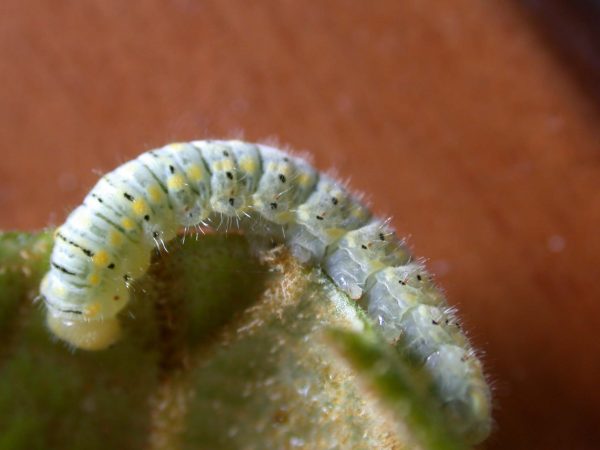Hyalenna paradoxa 5th instar, KRW-