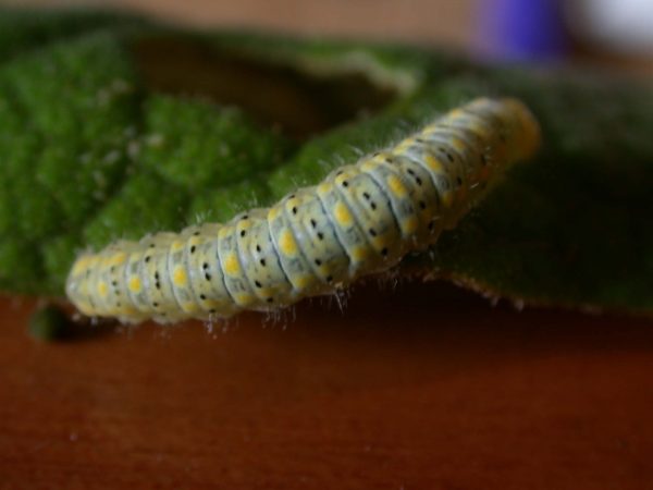 Hyalenna paradoxa 5th instar, KRW-