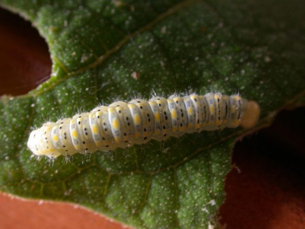 Hyalenna paradoxa 5th instar, KRW-