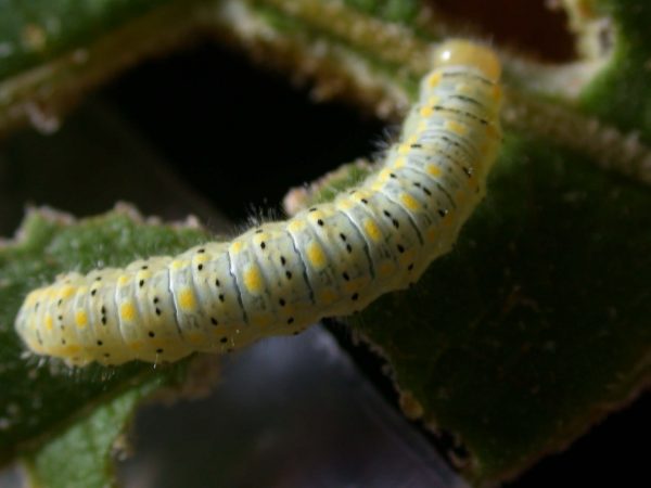 Hyalenna paradoxa 5th instar, KRW-