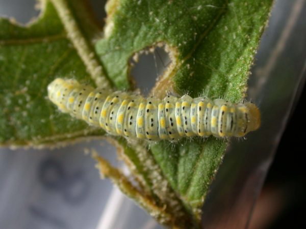 Hyalenna paradoxa 5th instar, KRW-