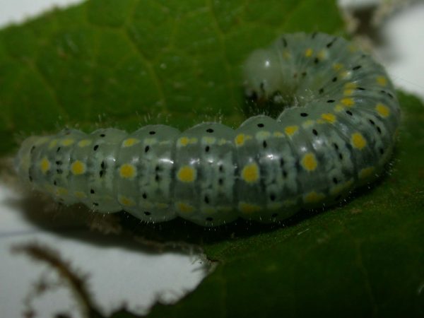 Hyalenna paradoxa 5th instar, KRW-