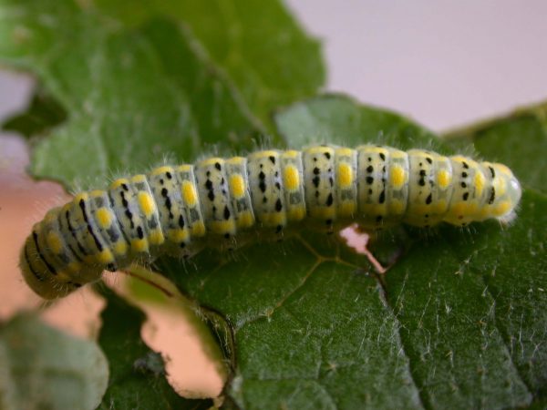 Hyalenna paradoxa 5th instar, KRW14-1