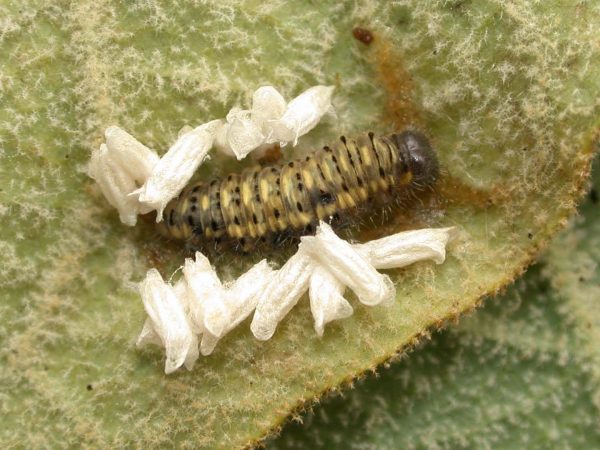 Hyalenna paradoxa 5th instar parasitised, KRW-