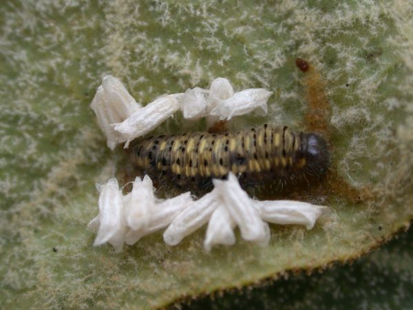 Hyalenna paradoxa 5th instar parasitised, KRW-