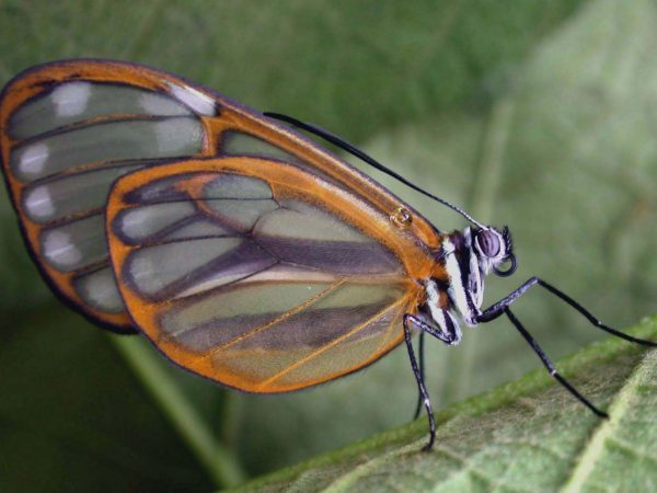 Hyalenna paradoxa adult, KRW-110