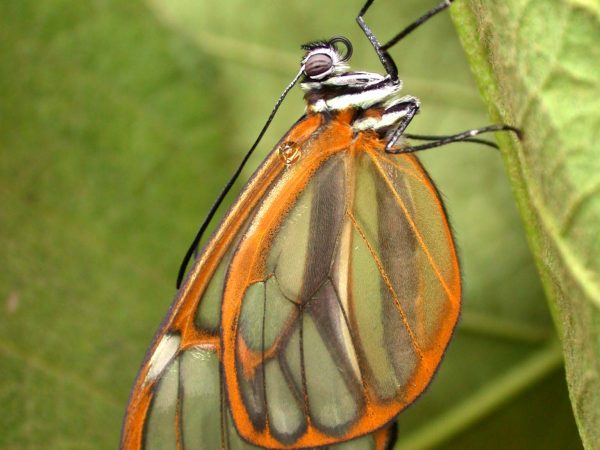 Hyalenna paradoxa adult, KRW-110