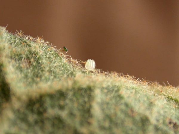 Hyalenna paradoxa egg, KRW-263