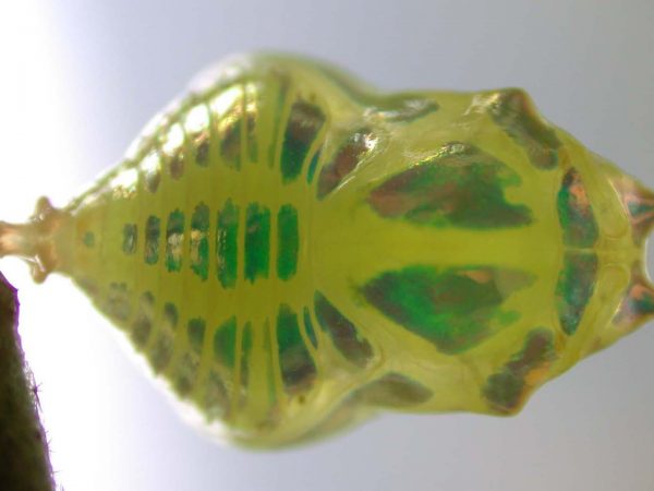 Hyalenna paradoxa pupa, KRW-129