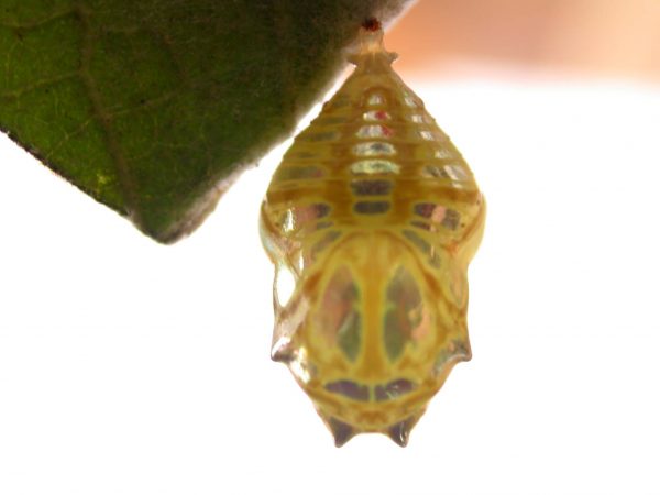 Hyalenna paradoxa pupa, KRW-14-1