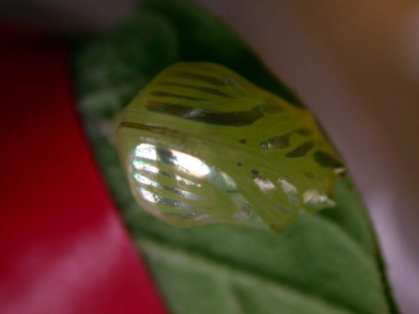 Hyalenna paradoxa pupa, KRW-14-2