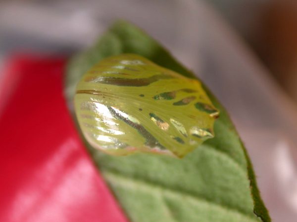 Hyalenna paradoxa pupa, KRW-14-2