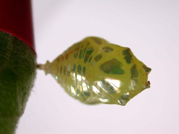 Hyalenna paradoxa pupa, KRW-14-2