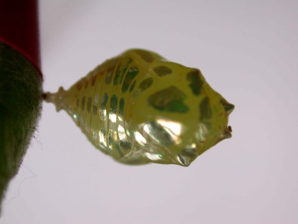 Hyalenna paradoxa pupa, KRW-14-2