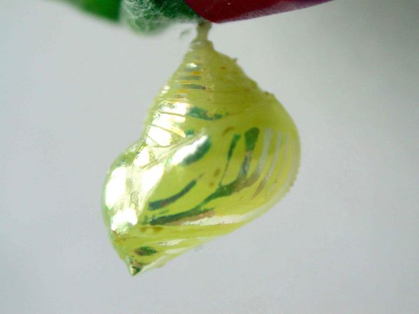 Hyalenna paradoxa pupa, KRW-14-2