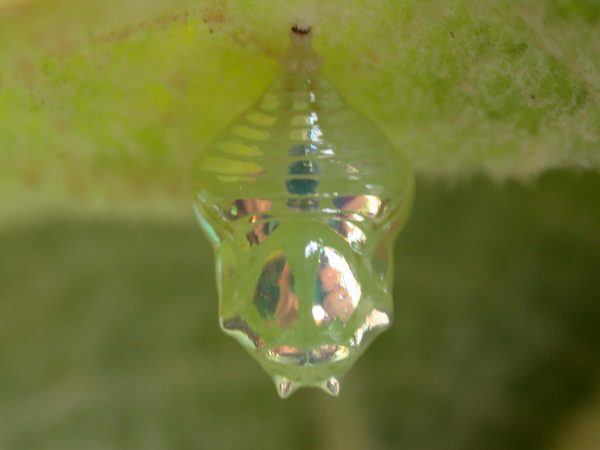 Hyalenna paradoxa pupa, KRW-18