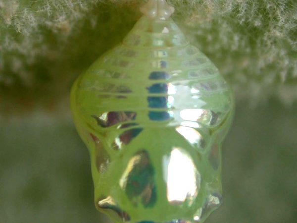 Hyalenna paradoxa pupa, KRW-18