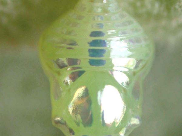 Hyalenna paradoxa pupa, KRW-18