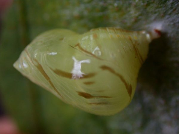 Hyalenna paradoxa pupa, KRW-26-2