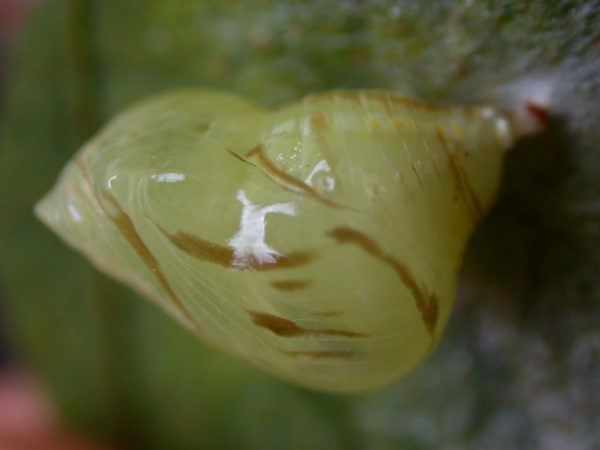 Hyalenna paradoxa pupa, KRW-26-2
