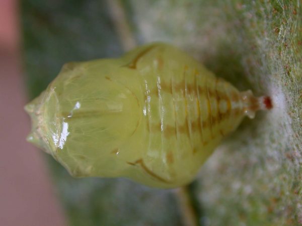 Hyalenna paradoxa pupa, KRW-26-2