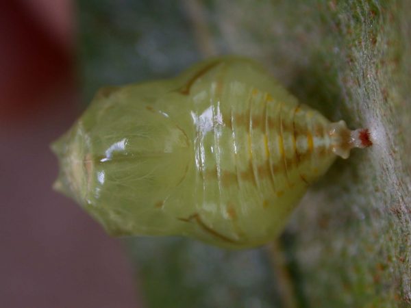 Hyalenna paradoxa pupa, KRW-26-2