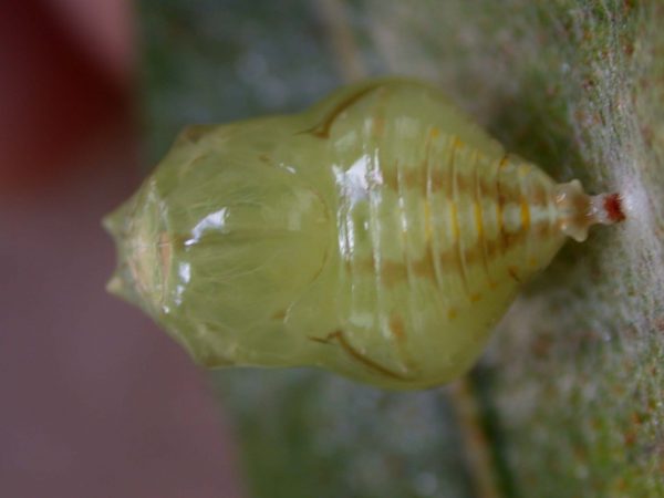 Hyalenna paradoxa pupa, KRW-26-2