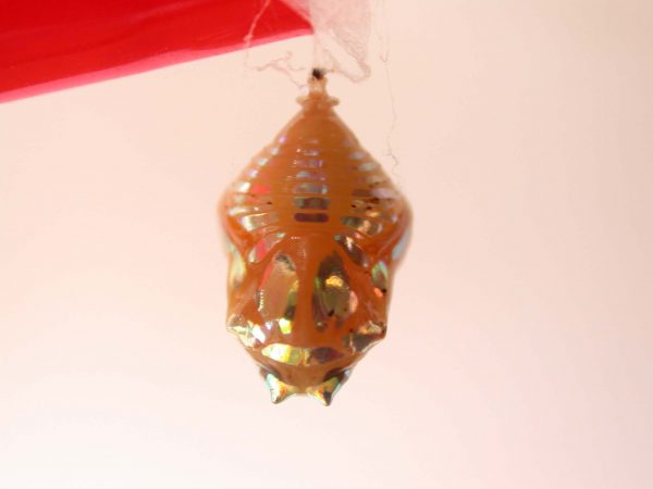 Hyalenna paradoxa pupa, KRW-68-1