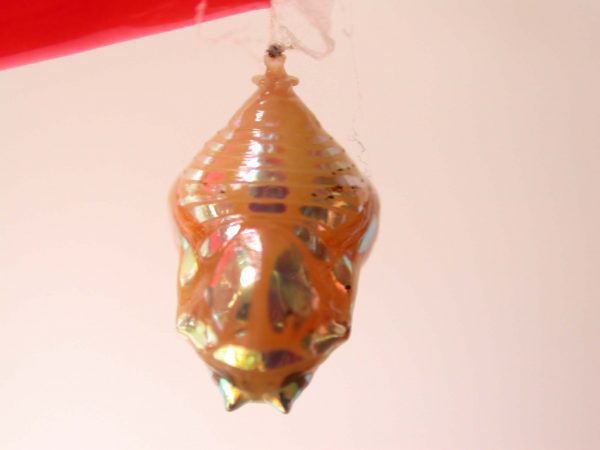 Hyalenna paradoxa pupa, KRW-68-1