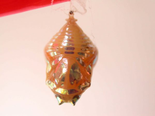 Hyalenna paradoxa pupa, KRW-68-1