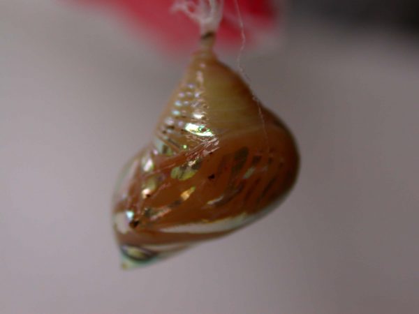 Hyalenna paradoxa pupa, KRW-68-1