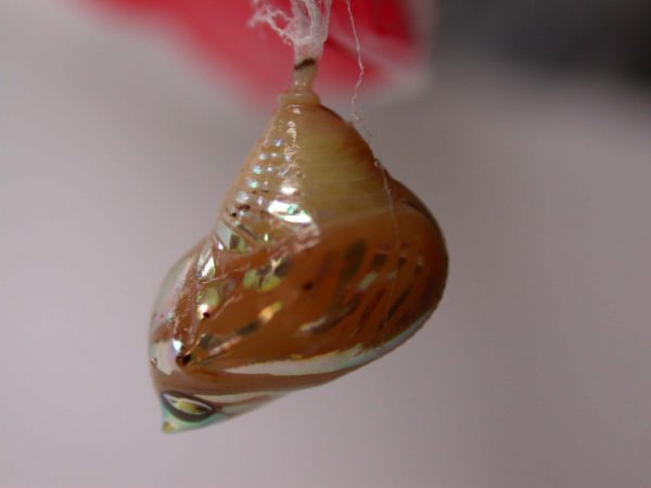 Hyalenna paradoxa pupa, KRW-68-1