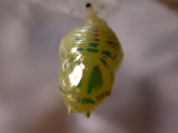 Hyalenna paradoxa pupa, KRW-69-1